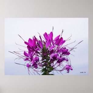 Spider Flower - CloseUp Poster