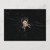 SPIDER IN DE DARK