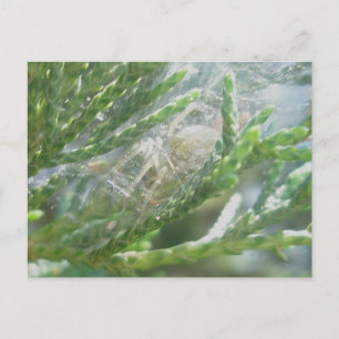 Spider in Retreat-Briefkaart Briefkaart
