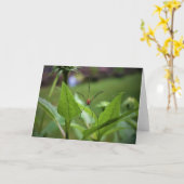 Spider, kaart (Gele Bloem)