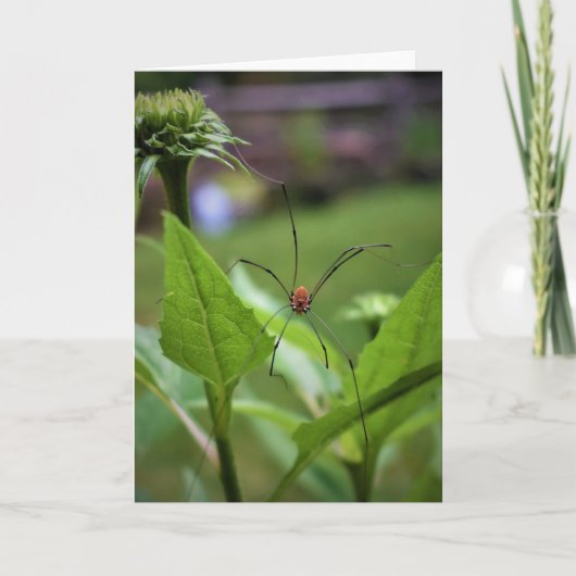 Spider, kaart (Voorkant)