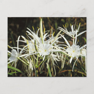 Spider Lily Briefkaart