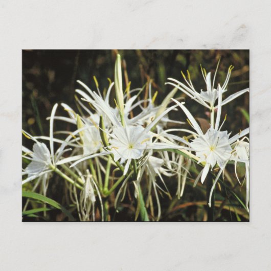 Spider Lily Briefkaart (Voorkant)