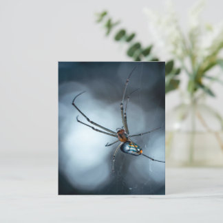 Spider Lovers | Schoonheidsspin met websites