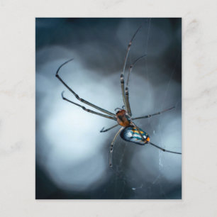 Spider Lovers Schoonheidsspin met websites Flyer