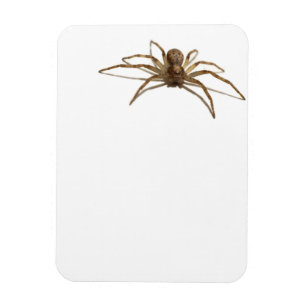 Spider Magneet