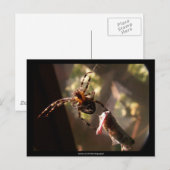 Spider met sprinkhaan - Briefkaart (Voorkant / Achterkant)