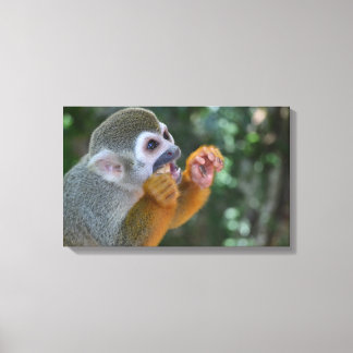 Spider Monkey Canvas Afdruk