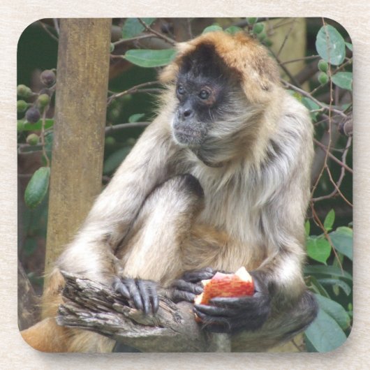 Spider Monkey-Onderzetter Bier Onderzetter (Voorkant)