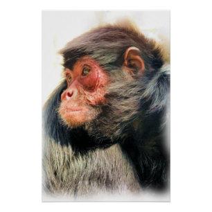 SPIDER MONKEY PERFECT POSTER