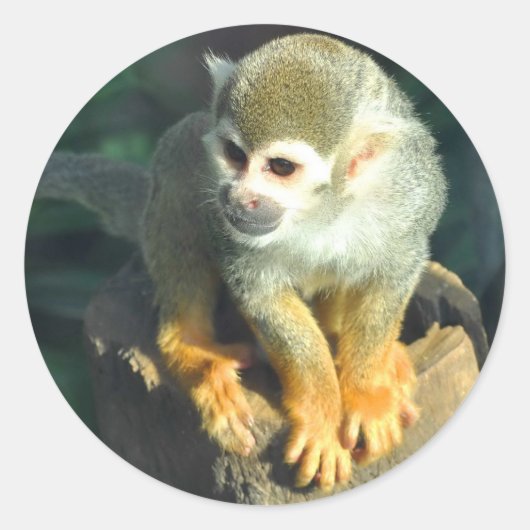 Spider Monkey Ronde Sticker (Voorkant)