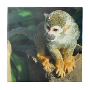 Spider Monkey Tegeltje