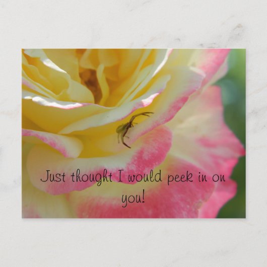 Spider op een Roos Briefkaart (Voorkant)