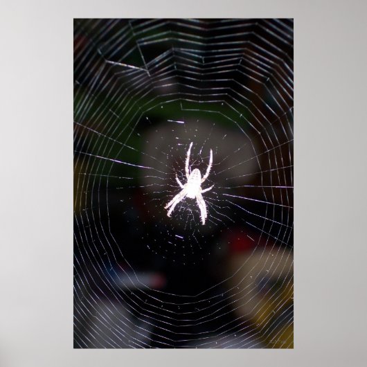 Spider op Web 2 Poster (Voorkant)