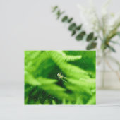 Spider Orb Weaver sur la carte postale Ferns (Debout devant)