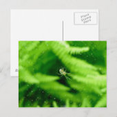 Spider Orb Weaver sur la carte postale Ferns (Devant / Derrière)