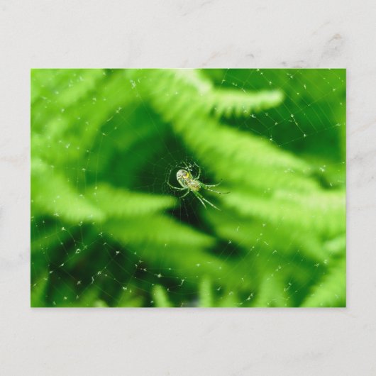 Spider Orb Weaver sur la carte postale Ferns (Devant)