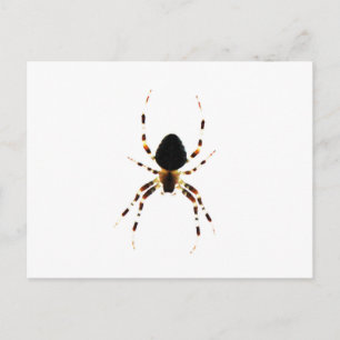 Spider-pcna Briefkaart