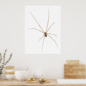 Spider Poster (Keuken)