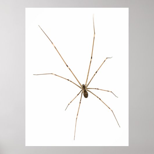 Spider Poster (Voorkant)