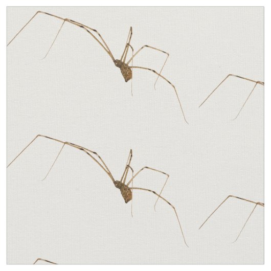 Spider Stof (Close Up)