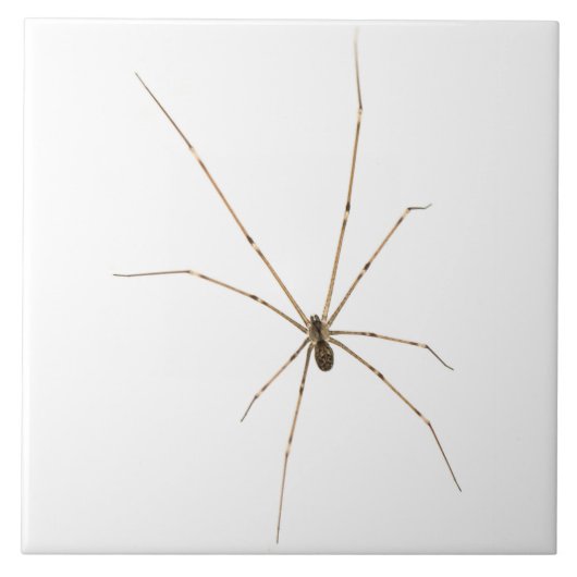 Spider Tegeltje (Voorkant)