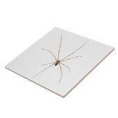 Spider Tegeltje (Zijkant)