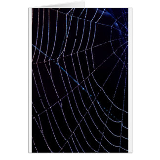 Spider Web