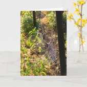 Spider Web and Dew Drops Card (Blank) Kaart (Gele Bloem)