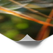 Spider Web Poster (Hoek)