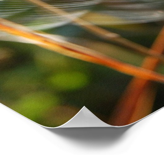 Spider Web Poster (Hoek)