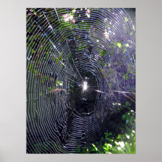 Spider Web Poster