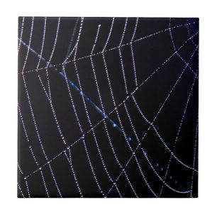 Spider Web Tegeltje