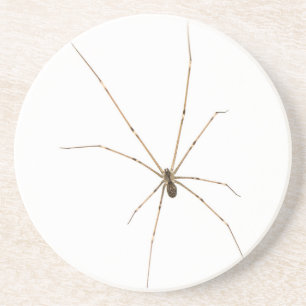 Spider Zandsteen Onderzetter