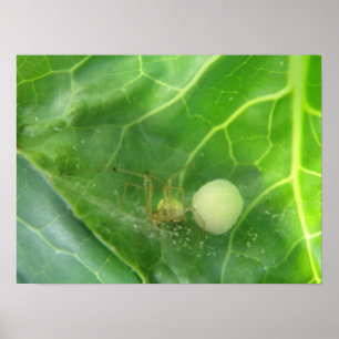 Spider zorgt voor de volgende generatie afdrukken poster