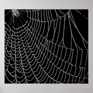 Spider's web Afdrukken Poster