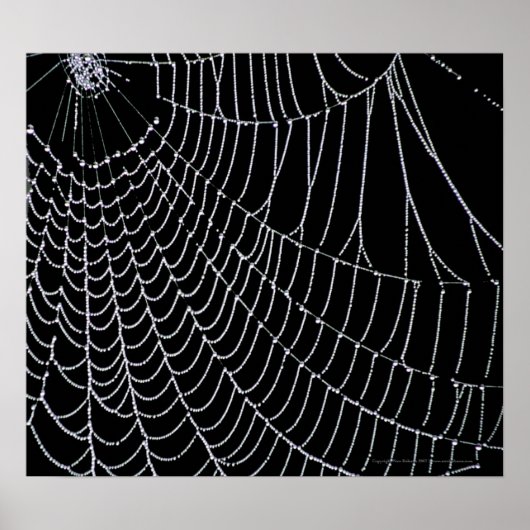 Spider's web | Afdrukken Poster (Voorkant)