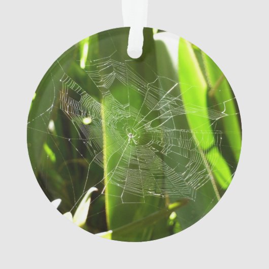 Spiderweb dans Tropical Leaves Nature (dos)