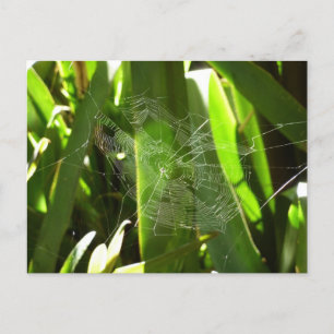 Spiderweb in de Natuur Tropische bladeren Briefkaart