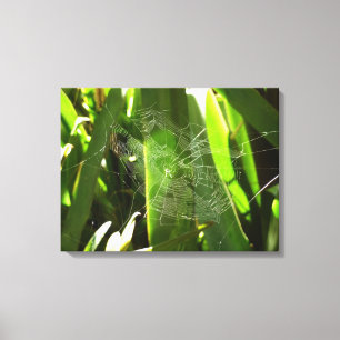 Spiderweb in de Natuur Tropische bladeren Canvas Afdruk