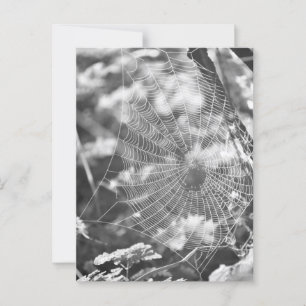 Spiderweb in Long Grass Briefkaart