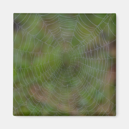 Spiderweb met druppeltjes magneet (Voorkant)