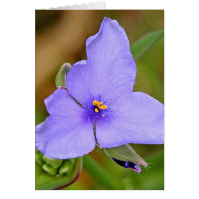 Spiderwort (Voorkant)
