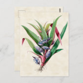 Spiderwort  Botanisch Briefkaart (Voorkant / Achterkant)