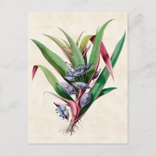 Spiderwort  Botanisch Briefkaart