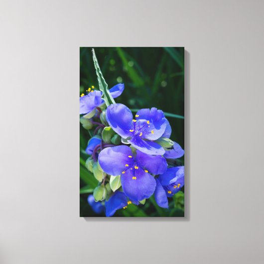 Spiderwort Plant Closeup in Full Bloom Canvas Afdruk (Voorkant)