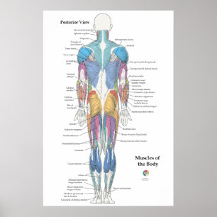 Spier Anatomie Achteraanzicht Poster