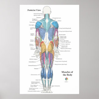 Spier Anatomie Achteraanzicht Poster