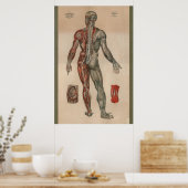 Spier Anatomie Grafiek 1851 Poster (Keuken)