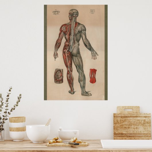 Spier Anatomie Grafiek 1851 Poster (Keuken)